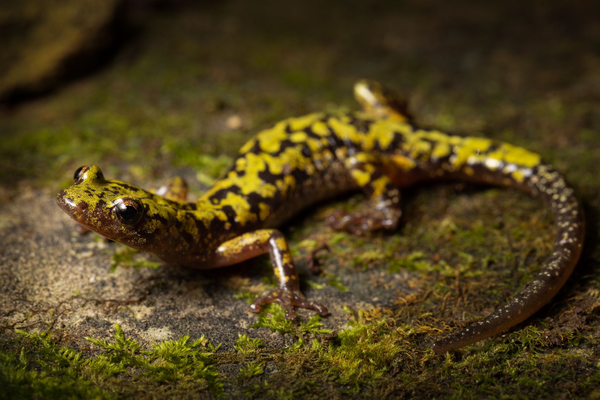 McCarthy & Peterman 2025